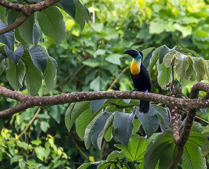 Orange-wing parrots, Chaguaramas, Trinidad